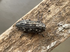 Buprestinae