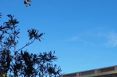Falco tinnunculus