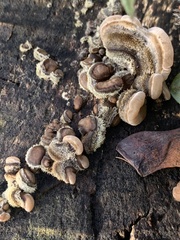 Auricularia mesenterica