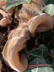 Auricularia mesenterica