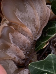 Auricularia mesenterica