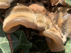 Auricularia mesenterica