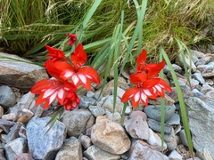 Gladiolus cardinalis