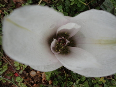 Colchicum capense ciliolatum