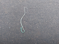 Philothamnus semivariegatus