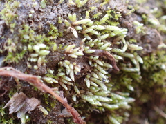 Bryum argenteum