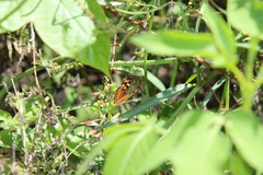 Anthanassa frisia