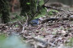 Fringilla coelebs canariensis