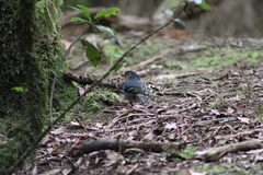 Fringilla coelebs canariensis