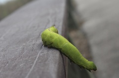 Cocytius antaeus