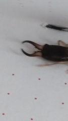 Forficula auricularia