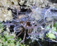 Amaurobius