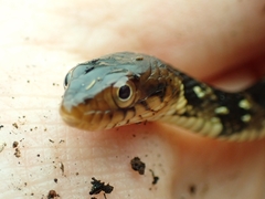 Nerodia fasciata pictiventris