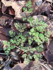 Chaerophyllum tainturieri
