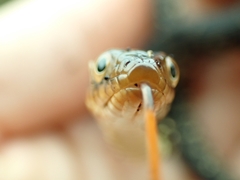 Nerodia fasciata pictiventris