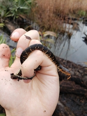 Nerodia fasciata pictiventris
