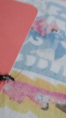 Forficula auricularia