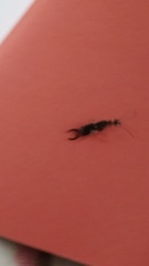 Forficula auricularia