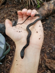 Nerodia fasciata pictiventris