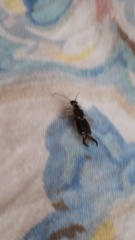 Forficula auricularia