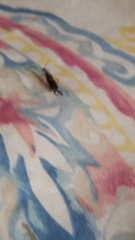 Forficula auricularia