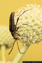 Strangalia melanura