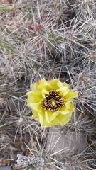 Grusonia aggeria