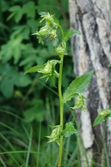 Campanula punctata