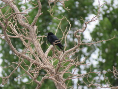 Molothrus rufoaxillaris