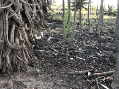 Dispholidus typus typus