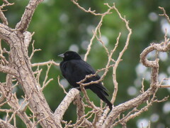 Molothrus rufoaxillaris