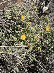 Mentzelia pachyrhiza