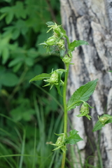 Campanula punctata