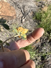 Mentzelia pachyrhiza