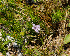 Dyschoriste linearis