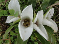 Colchicum capense ciliolatum