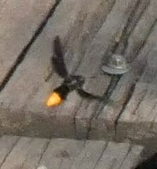 Synagris