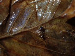 Prenolepis nitens