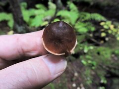 Macrocystidia cucumis