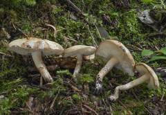 Chamaemyces fracidus