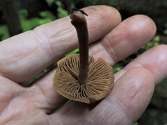 Macrocystidia cucumis