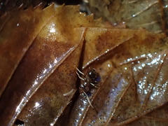 Prenolepis nitens