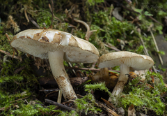 Chamaemyces fracidus