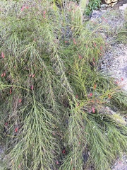 Russelia equisetiformis