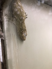 Rhacodactylus leachianus