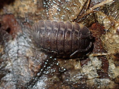 Trachelipus