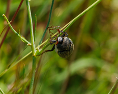 Phyllophaga lanceolata