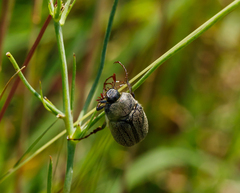Phyllophaga lanceolata
