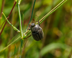 Phyllophaga lanceolata