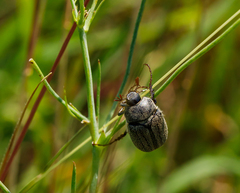 Phyllophaga lanceolata